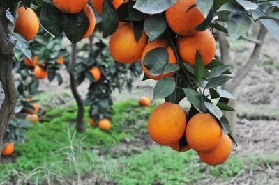 重慶地理標(biāo)志農(nóng)產(chǎn)品在《源味中國(guó)》亮相，四個(gè)區(qū)縣風(fēng)味獨(dú)特